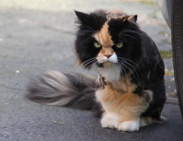 24 фотографии од мачки што не треба да ги задевате