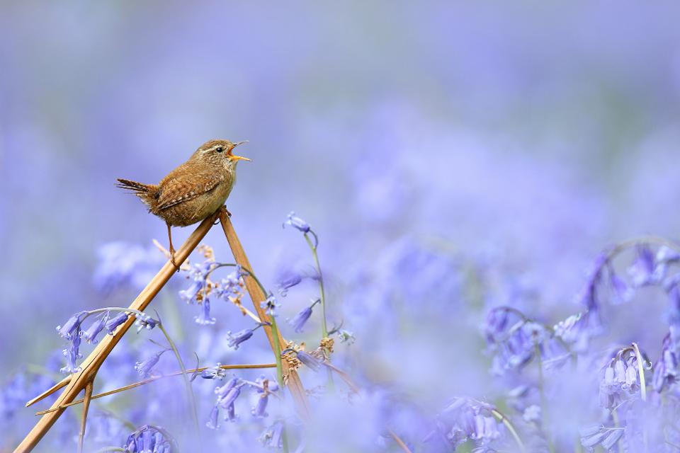 Неверојатни птици: 20 фотографии што се натпреваруваат за најдобрата фотографија на птици