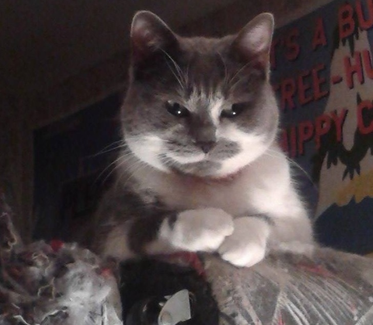 24 фотографии од мачки што не треба да ги задевате