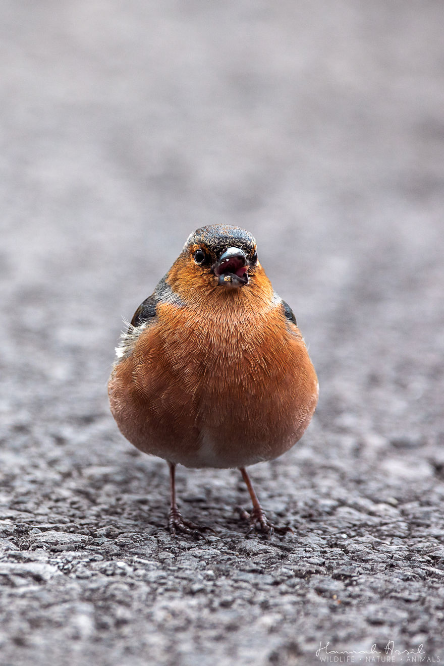 Откријте ги уникатните карактери на птиците преку овие 20 фотографии