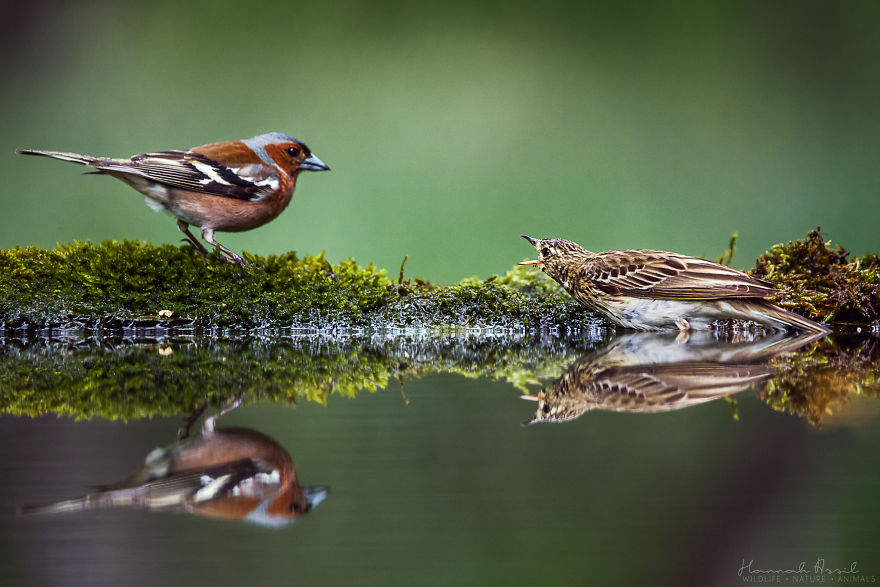 Откријте ги уникатните карактери на птиците преку овие 20 фотографии