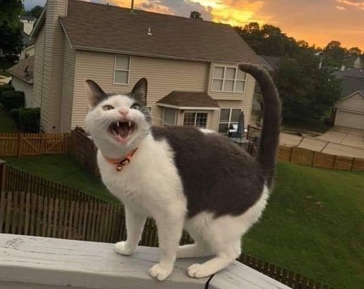 24 фотографии од мачки што не треба да ги задевате