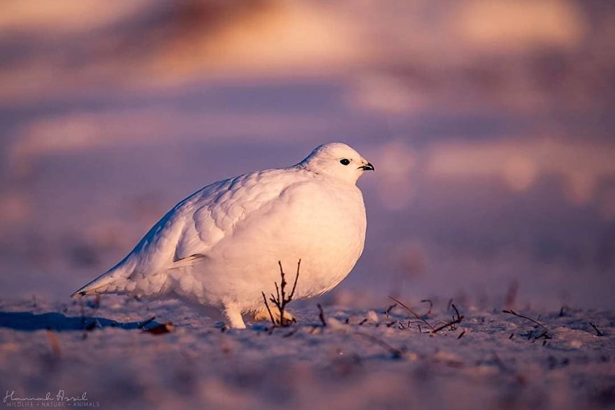 Откријте ги уникатните карактери на птиците преку овие 20 фотографии
