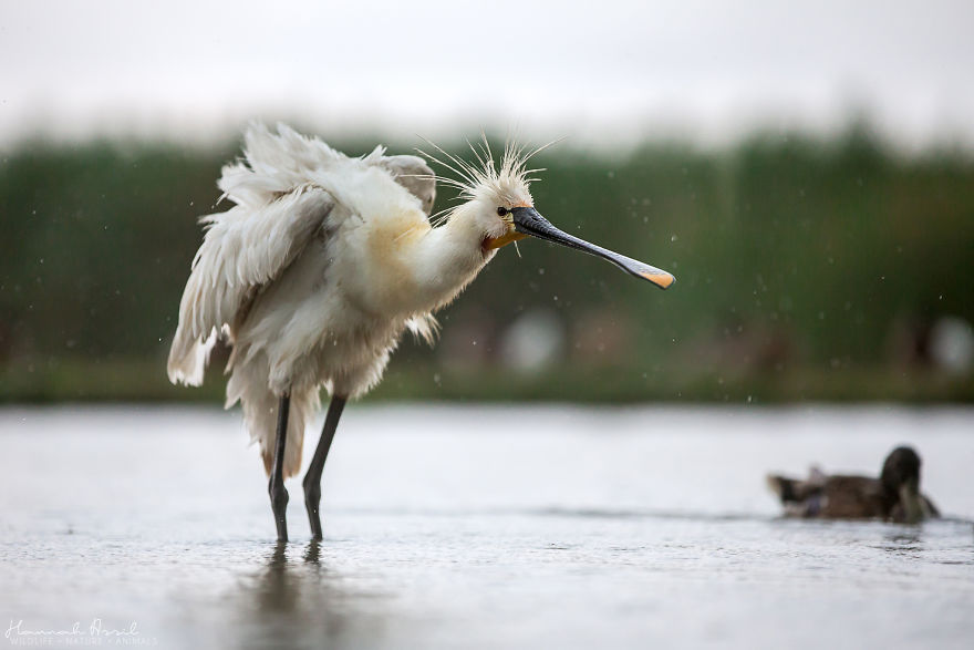 Откријте ги уникатните карактери на птиците преку овие 20 фотографии
