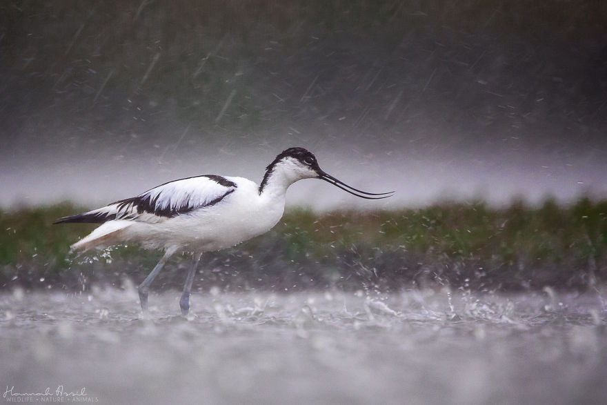 Откријте ги уникатните карактери на птиците преку овие 20 фотографии