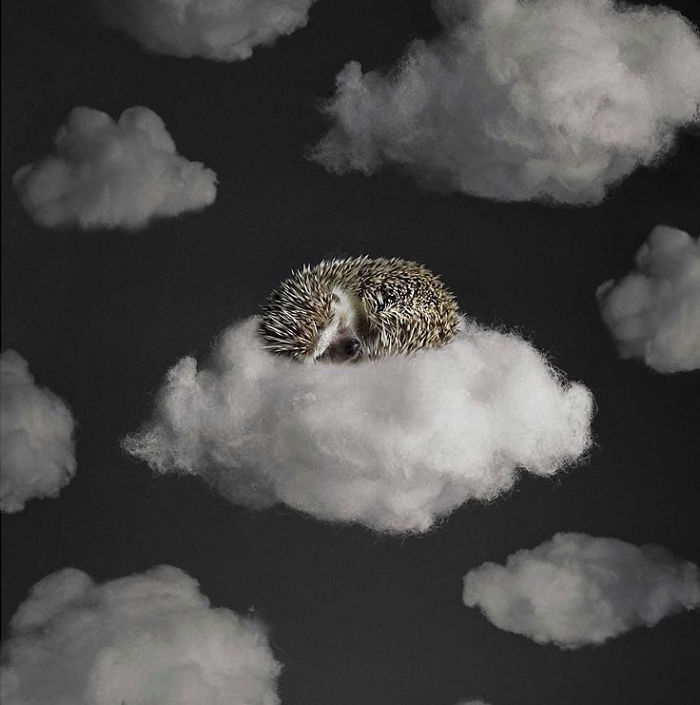 Овој еж го живее најдобриот период од својот живот, а погледнете како изгледа неговиот просечен ден