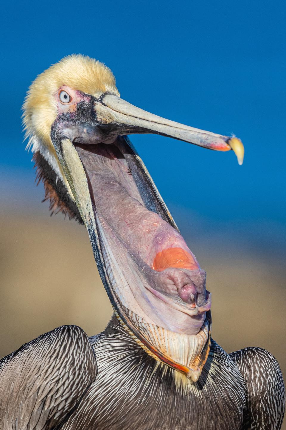 Неверојатни птици: 20 фотографии што се натпреваруваат за најдобрата фотографија на птици