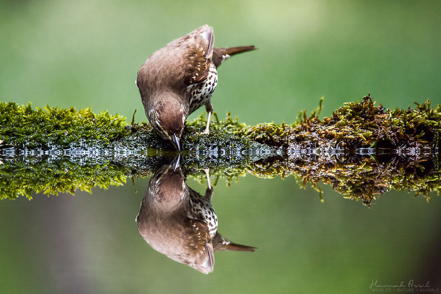 Откријте ги уникатните карактери на птиците преку овие 20 фотографии
