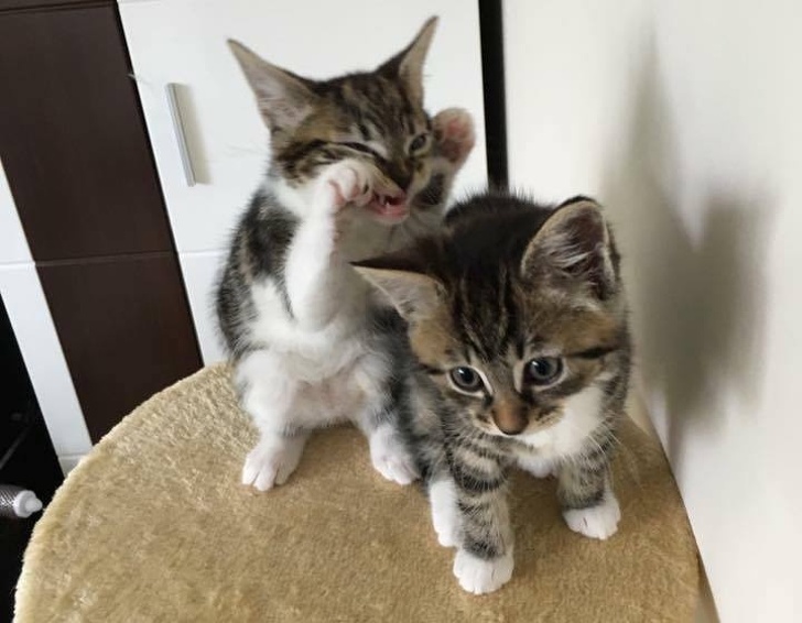 24 фотографии од мачки што не треба да ги задевате