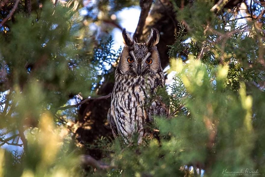 Откријте ги уникатните карактери на птиците преку овие 20 фотографии