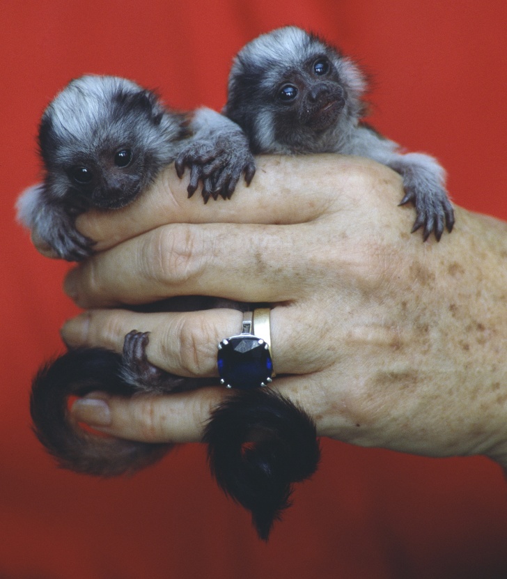 12 факти кои докажуваат дека животните може да бидат похумани од нас