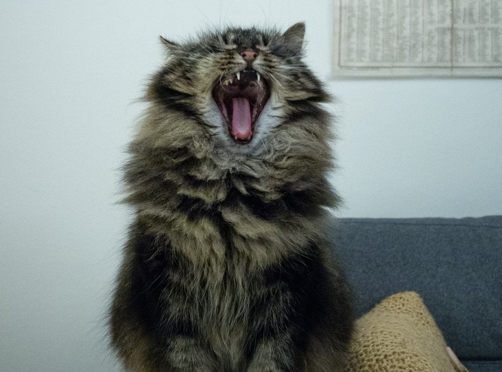 24 фотографии од мачки што не треба да ги задевате