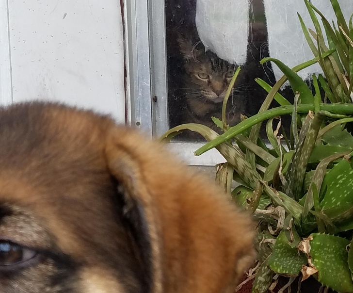 24 фотографии од мачки што не треба да ги задевате