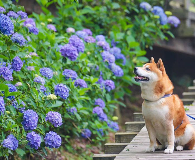 Ова куче е најголемиот обожавател на цвеќиња во Јапонија