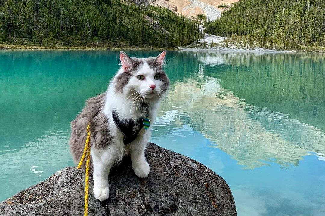 Мачорот Гери станал многу популарен по објавените фотографии од неговите планинарски авантури