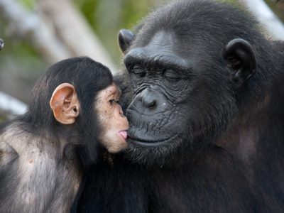 Фотограф од Русија посетува опасни места за да ја покаже убавината на дивиот животински свет