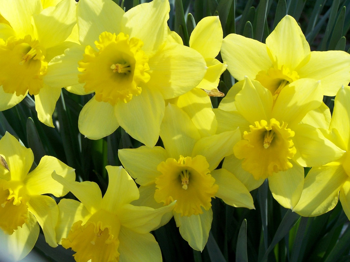 Нарцис: 7 карактеристики на нежниот цвет посилен од снегот