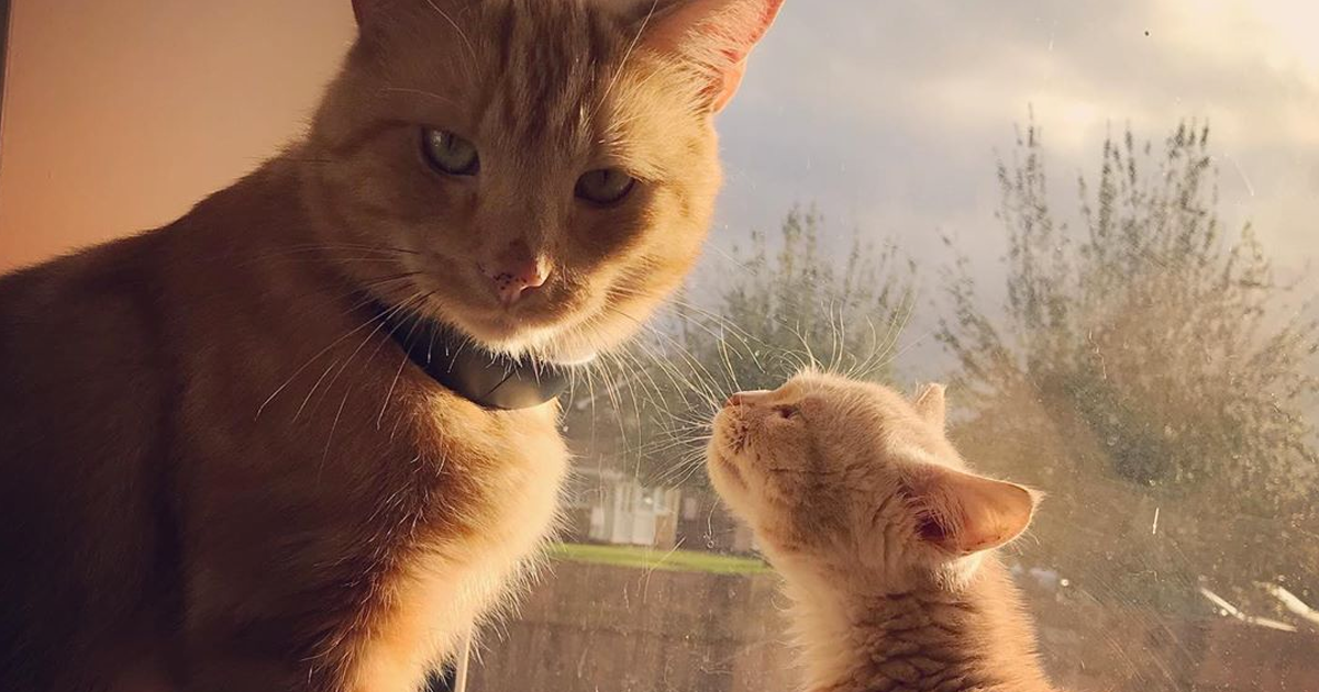 Овој мачор со џуџест раст, засекогаш ќе биде со големина на маче