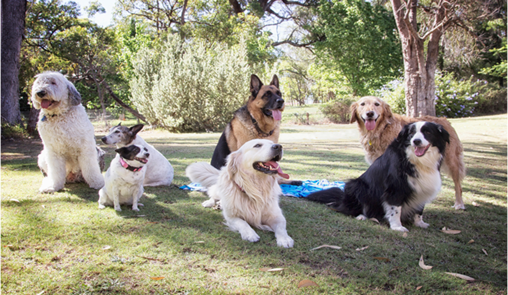 Родени „специјалци“: 10 раси кучиња кои го чуваат домот подобро од алармните системи