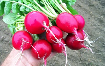 Сега е сезоната е ротквичките: Сè што треба да знаете за овој зеленчук кој освежува