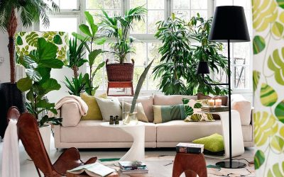 Запознајте ја палмата „елеганс“: преубавата салонска палма која ќе го освежи вашиот дом