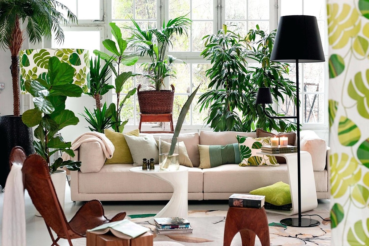 Запознајте ја палмата „елеганс“: преубавата салонска палма која ќе го освежи вашиот дом