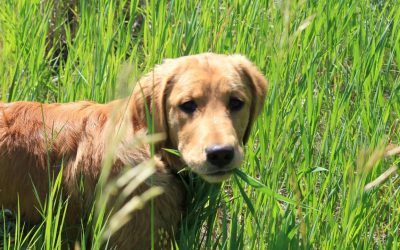 Зошто кучето јаде трева? Има повеќе причини кои можеби укажуваат на болест