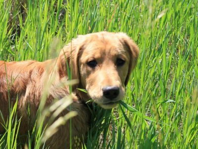 Зошто кучето јаде трева? Има повеќе причини кои можеби укажуваат на болест