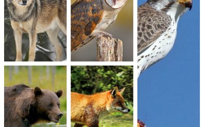 Откријте нешто ново за себе: Кое од овие 5 животни ве фасцинира најмногу?