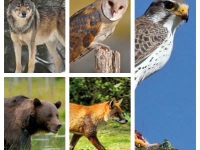 Откријте нешто ново за себе: Кое од овие 5 животни ве фасцинира најмногу?