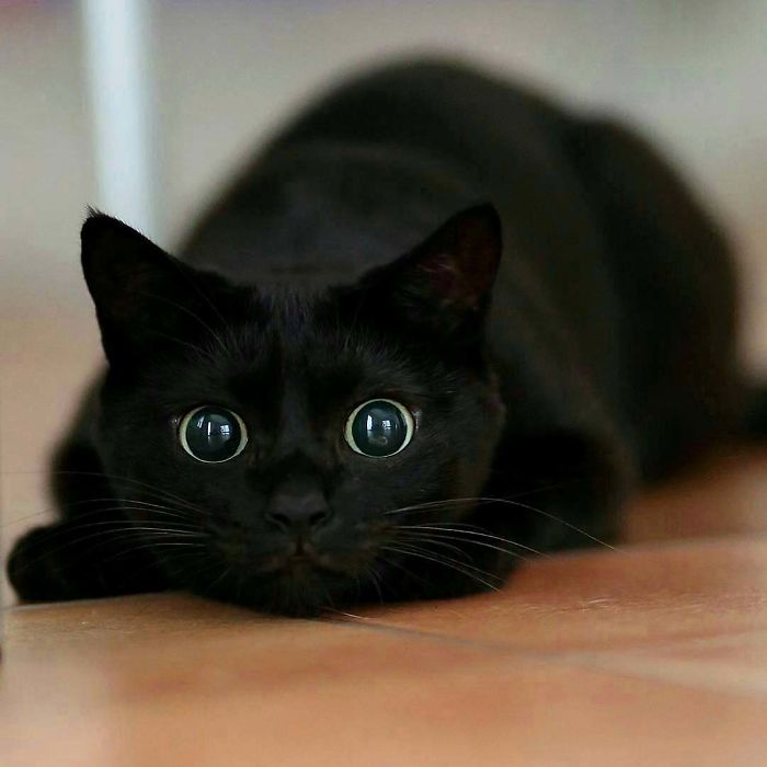20 фотографии што докажуваат дека црните мачки не носат несреќа 