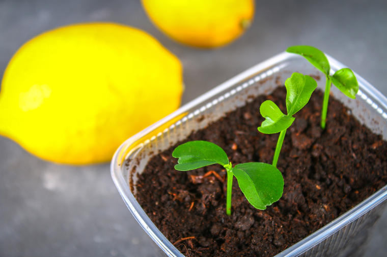 Еве како да засадите и одгледувате лимоново дрво: Тоа ќе почне да раѓа каде и да живеете!