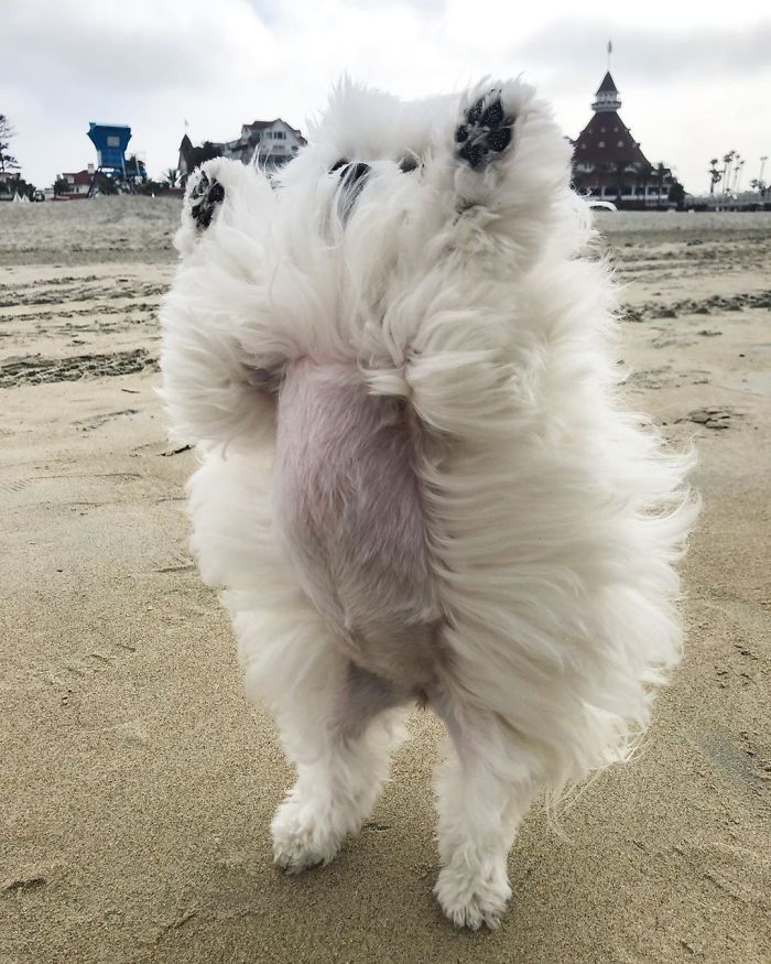 Ова е Коко и таа навистина сака да стои на своите задни нозе
