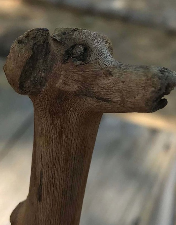 16 фотографии од природата што изгледаат како нешто друго