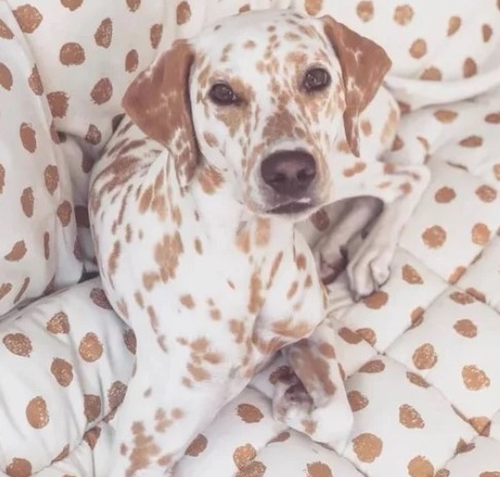 20 животни кои се професионалци во криење