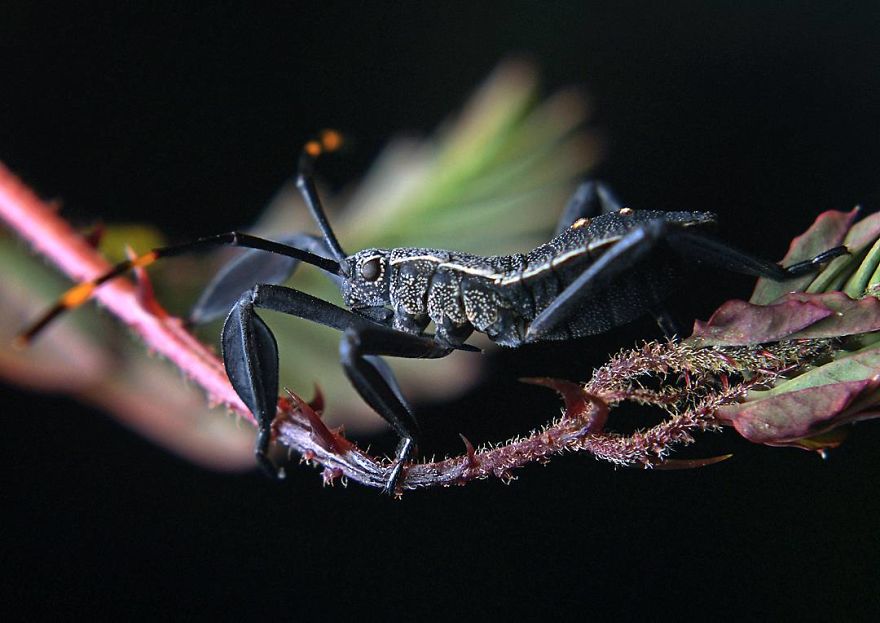 Фотограф од Индија фотографира шарени пајаци и други симпатични животни што ќе ве воодушеват