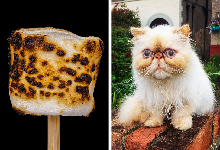 15 мачки кои нè натераа да помислиме дека се храна