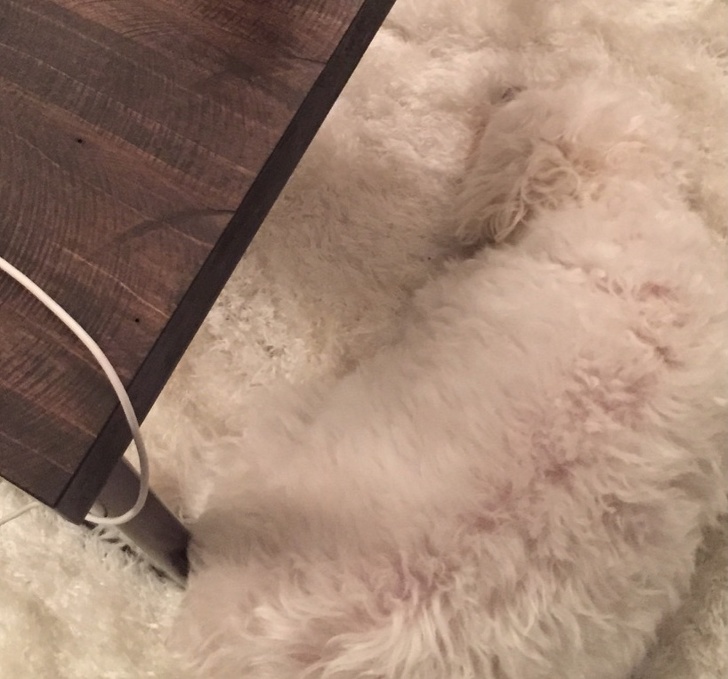 20 животни кои се професионалци во криење