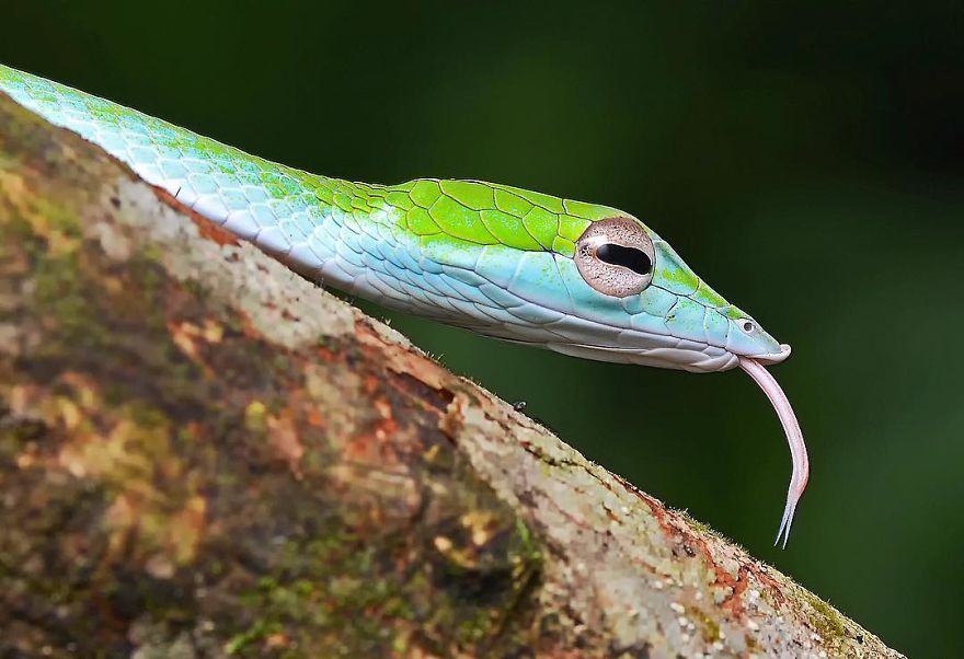 Фотограф од Индија фотографира шарени пајаци и други симпатични животни што ќе ве воодушеват