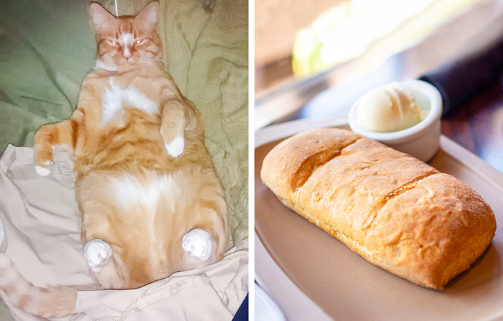 15 мачки кои нè натераа да помислиме дека се храна