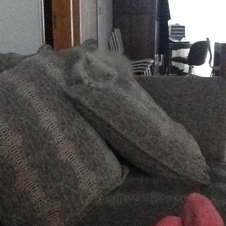 20 животни кои се професионалци во криење