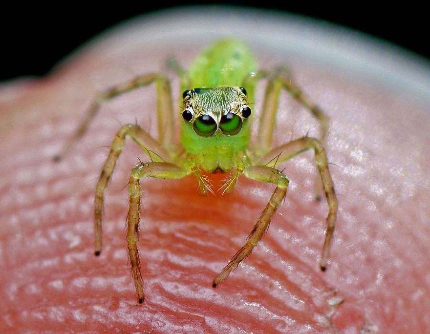 Фотограф од Индија фотографира шарени пајаци и други симпатични животни што ќе ве воодушеват