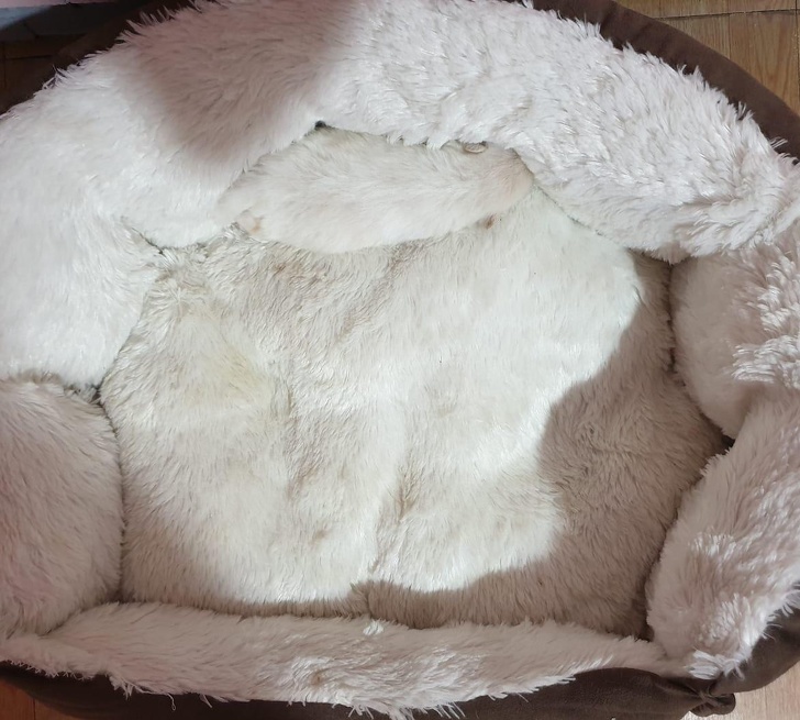 20 животни кои се професионалци во криење