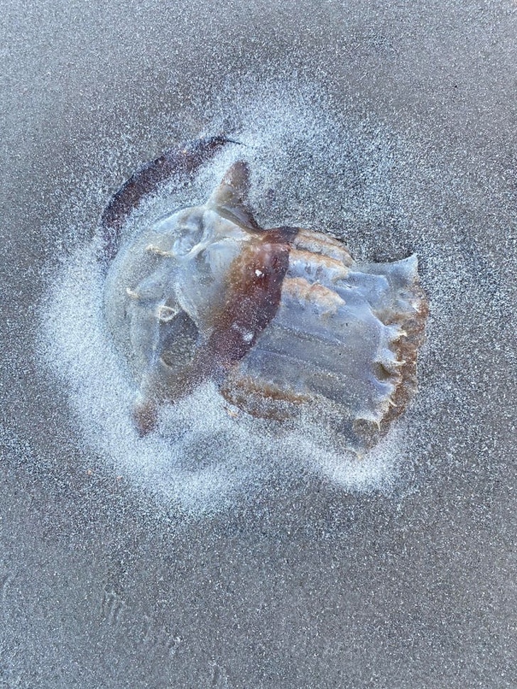 16 фотографии од природата што изгледаат како нешто друго