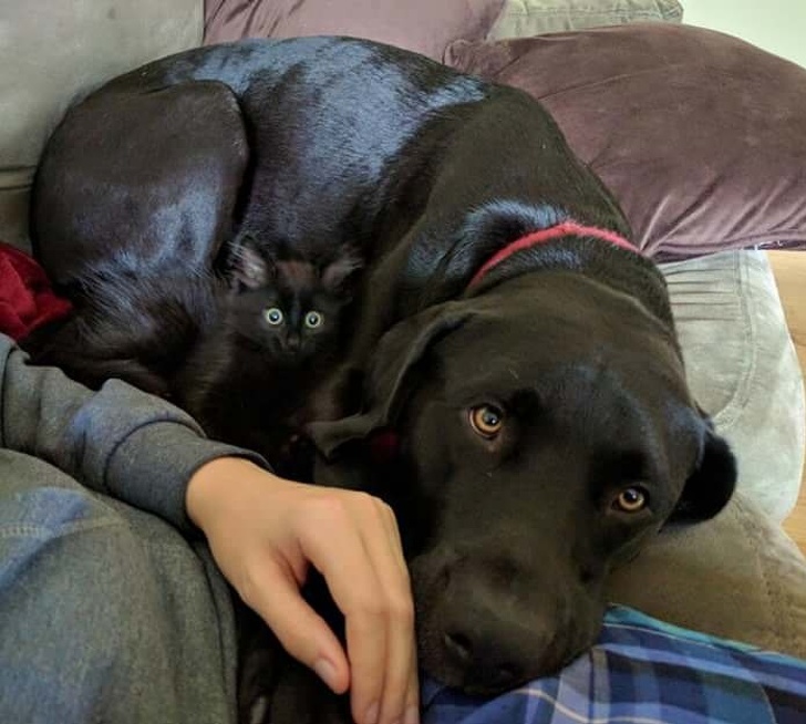 20 животни кои се професионалци во криење