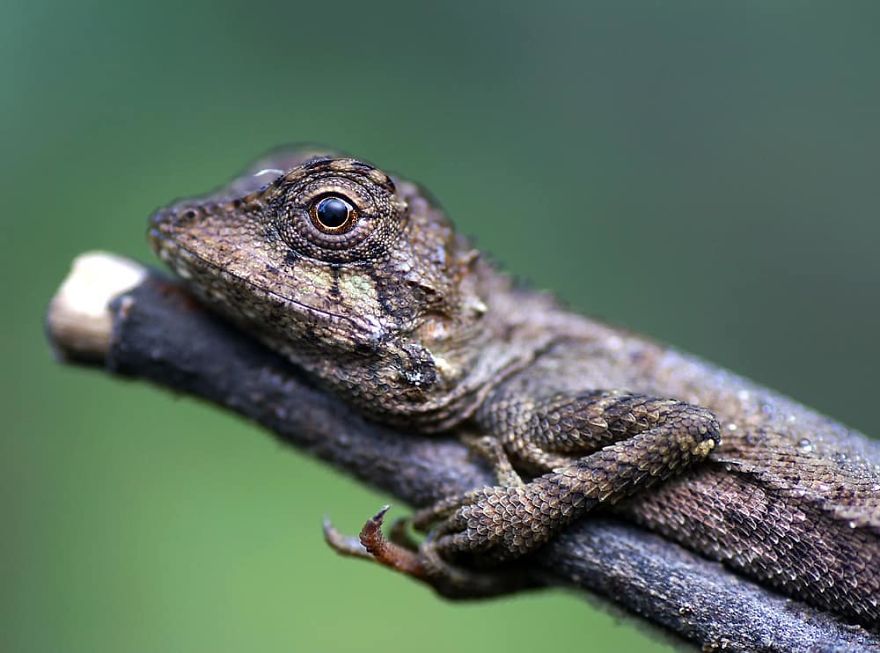 Фотограф од Индија фотографира шарени пајаци и други симпатични животни што ќе ве воодушеват