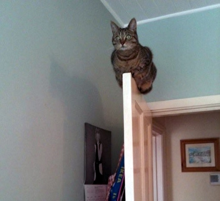 16 фотографии што докажуваат дека животните можат да го направат невозможното