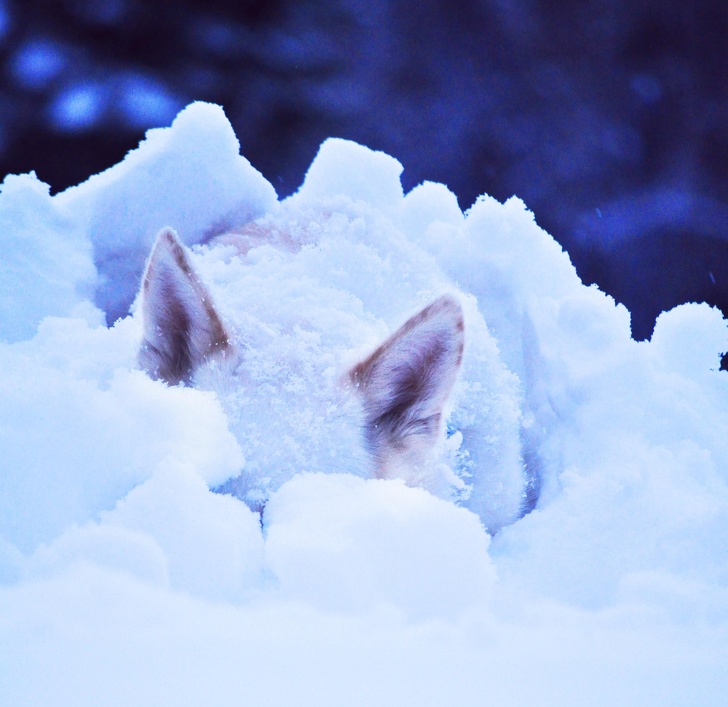 20 животни кои се професионалци во криење