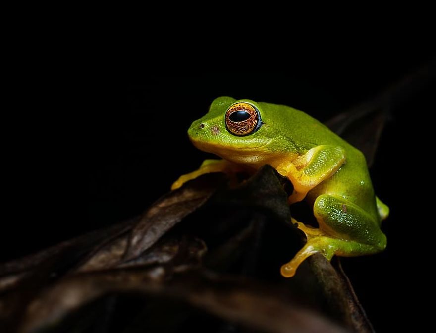 Фотограф од Индија фотографира шарени пајаци и други симпатични животни што ќе ве воодушеват