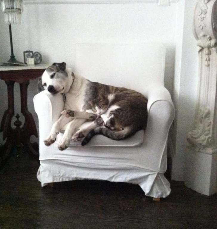 20 животни кои се професионалци во криење